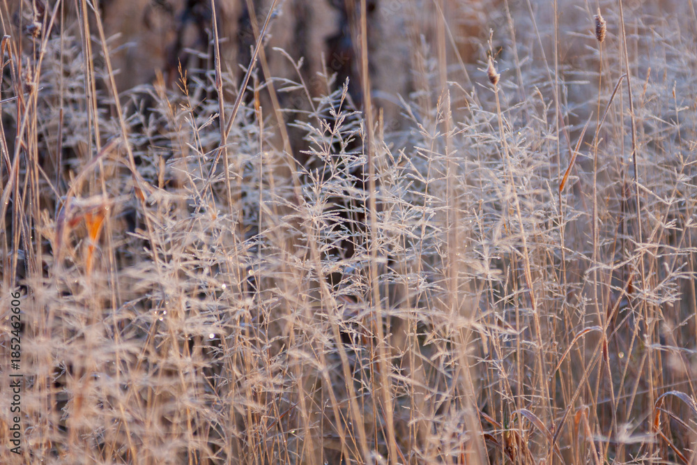 Fototapeta premium 野原の枯葉