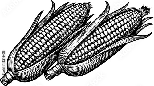Grilled Corn on the Cob Vector Silhouette Illustration
