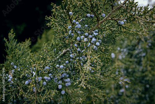 Branches of juniper with blue berries in close up