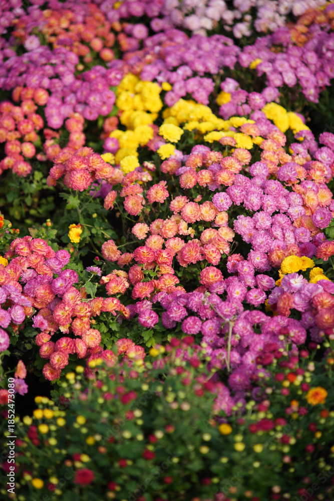 Fototapeta premium Colorful chrysanthemum flowers blooming in a garden field