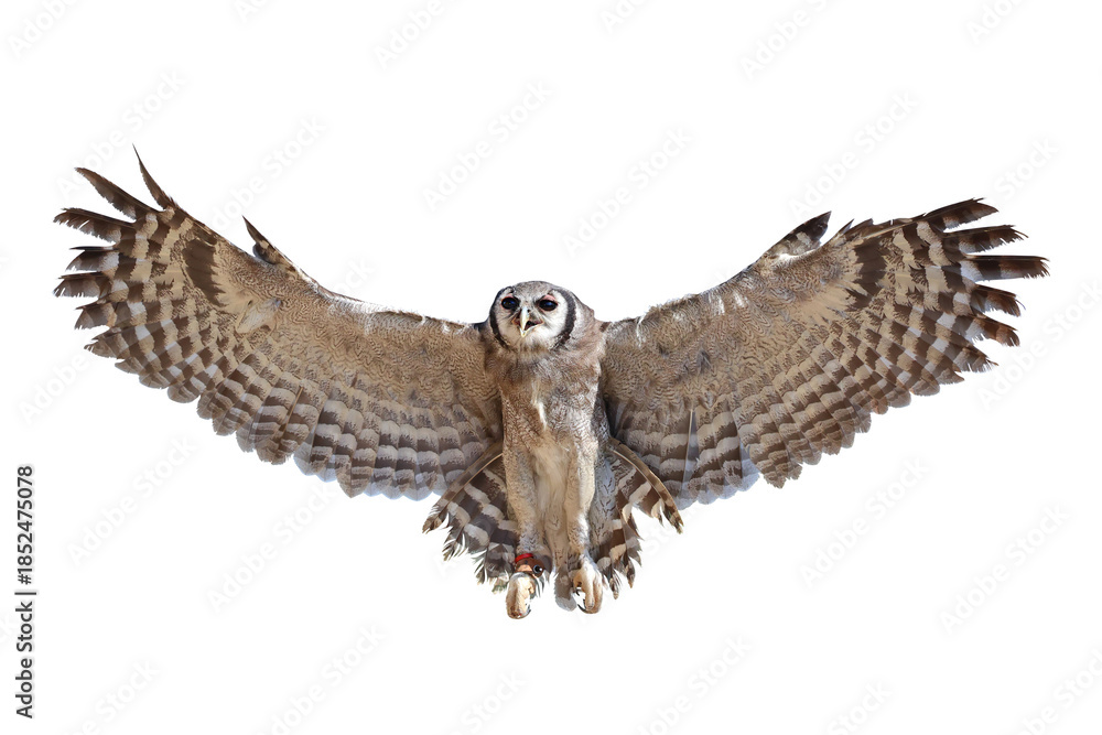 Fototapeta premium Beautiful flying Verreaux's eagle-owl isolated on transparent background png file