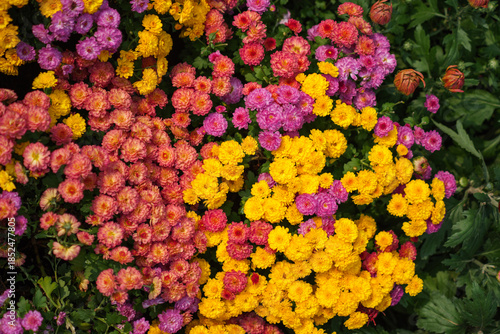 Colorful chrysanthemum flowers in full bloom with vibrant pink, red, and yellow colors