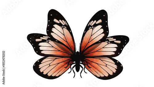 Beautiful Orange Butterfly with Black Spots Detailed Wings.