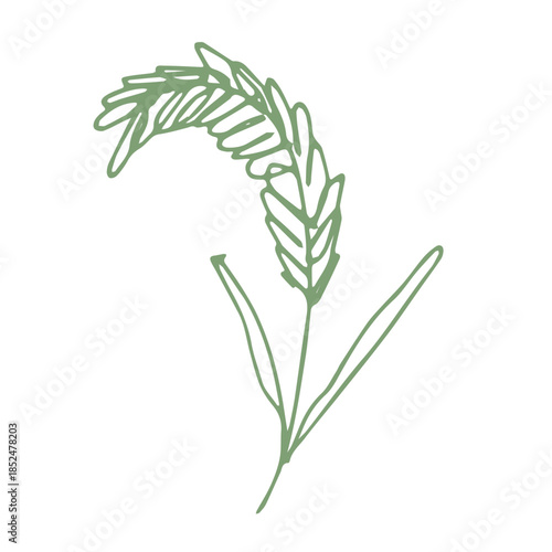 Hand drawn cereal wheat oat rye barley rice ears spikelet clipart Organic wheat bread agriculture farming harvest healthy food Single element for print packaging label design decor