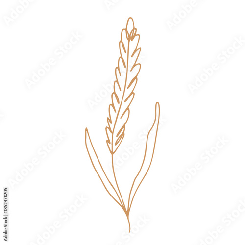 Hand drawn cereal wheat oat rye barley rice ears spikelet clipart Organic wheat bread agriculture farming harvest healthy food Single element for print packaging label design decor