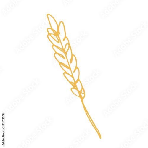 Hand drawn cereal wheat oat rye barley rice ears spikelet clipart Organic wheat bread agriculture farming harvest healthy food Single element for print packaging label design decor