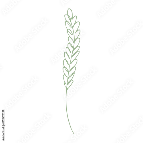 Hand drawn cereal wheat oat rye barley rice ears spikelet clipart Organic wheat bread agriculture farming harvest healthy food Single element for print packaging label design decor