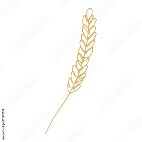 Hand drawn cereal wheat oat rye barley rice ears spikelet clipart Organic wheat bread agriculture farming harvest healthy food Single element for print packaging label design decor