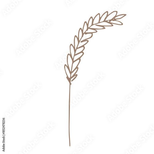 Hand drawn cereal wheat oat rye barley rice ears spikelet clipart Organic wheat bread agriculture farming harvest healthy food Single element for print packaging label design decor
