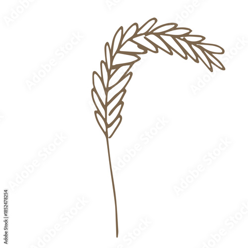 Hand drawn cereal wheat oat rye barley rice ears spikelet clipart Organic wheat bread agriculture farming harvest healthy food Single element for print packaging label design decor