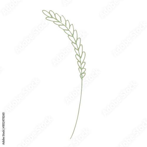 Hand drawn cereal wheat oat rye barley rice ears spikelet clipart Organic wheat bread agriculture farming harvest healthy food Single element for print packaging label design decor