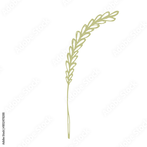 Hand drawn cereal wheat oat rye barley rice ears spikelet clipart Organic wheat bread agriculture farming harvest healthy food Single element for print packaging label design decor