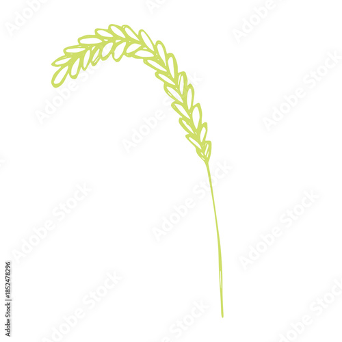 Hand drawn cereal wheat oat rye barley rice ears spikelet clipart Organic wheat bread agriculture farming harvest healthy food Single element for print packaging label design decor