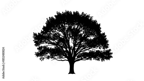 Silhouette of a Large Oak Tree with Dense Foliage.