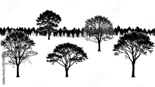 Silhouettes of various trees standing tall and majestic.