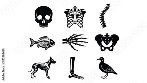 Skeletal system illustrations of various animals and human body parts