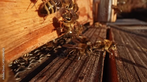 Close up view of beehive life with honey bees flying in and away. Wide angle macro slow motion take of frontal space of wooden beehive with fast exchanging of many bee bodies during sunny day.