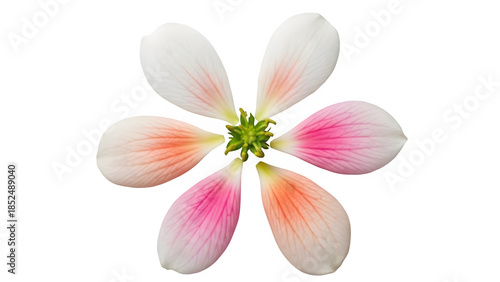 Beautiful pink and white flower isolated on transparent background