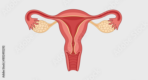Detailed illustration of the female reproductive system