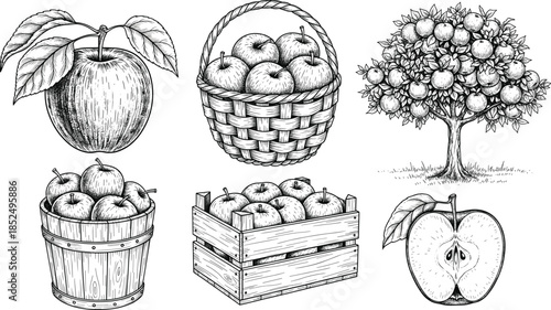 Hand-Drawn Monochrome Vector Set of Apple Harvest Elements, Featuring an Apple Tree, Baskets, Crates, and Whole and Halved Fruit in a Vintage Etched Style.