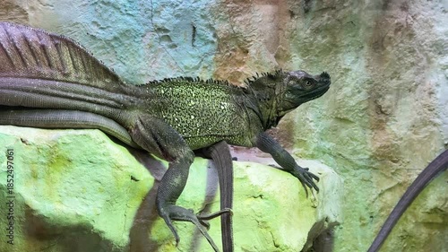 A sailfin dragon lying on a rock.