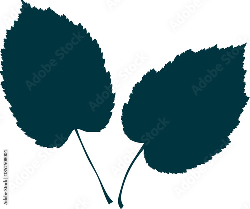 Two hand-drawn leaves silhouettes on the transparent background. Flat style vector illustration. 