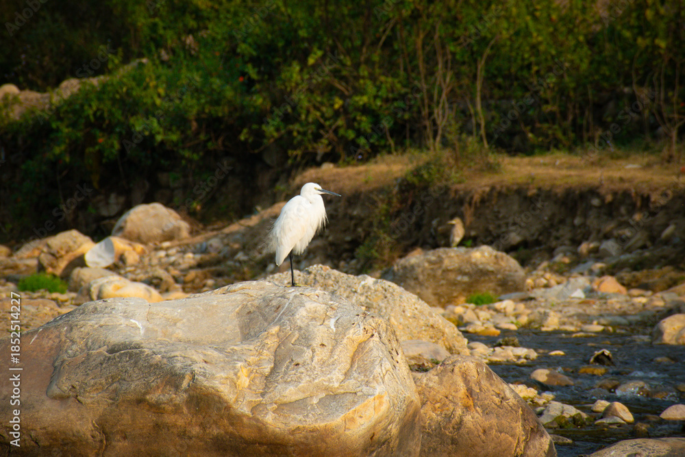Obraz premium A Little Egret (Egretta garzetta) photographed near a riverbank in its natural habitat.