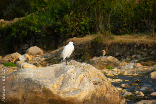 A Little Egret (Egretta garzetta) photographed near a riverbank in its natural habitat.