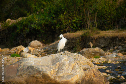 A Little Egret (Egretta garzetta) photographed near a riverbank in its natural habitat.