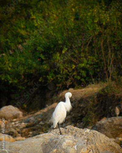 A Little Egret (Egretta garzetta) photographed near a riverbank in its natural habitat.