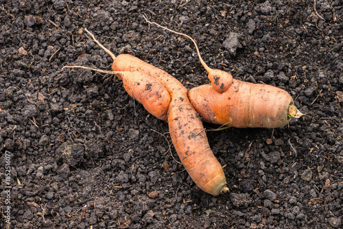 Abnormal shape of carrots roots on top of garden soil