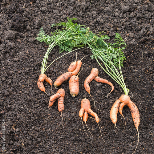 Abnormal shape of carrots roots on top of garden soil