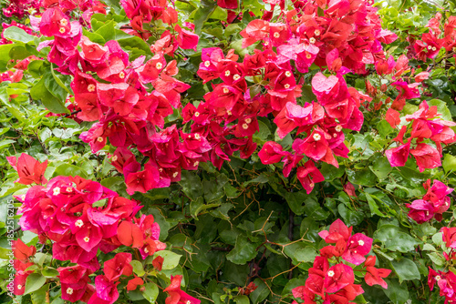 Red flowers of Mexixo native plant Bougainvillea