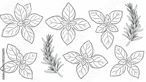 Handdrawn sketch of fresh basil leaves and rosemary sprigs aromatic herbs for cooking.