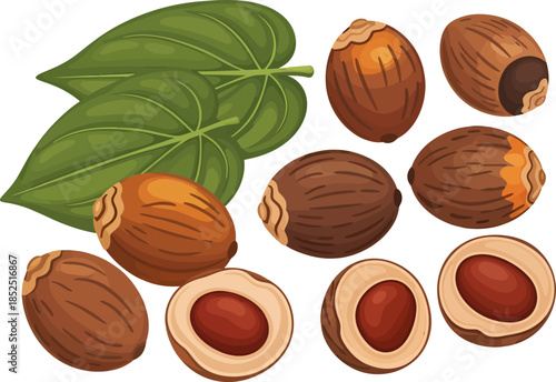 Nutmeg Seeds and Leaves Illustration.