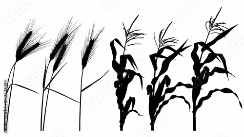 Silhouettes of various cereal crops including wheat and corn plants.