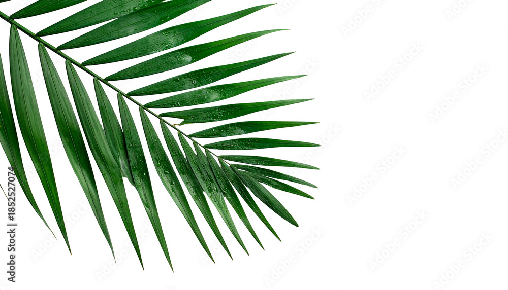 Fototapeta premium Lush green palm leaf on a black background, with water droplets