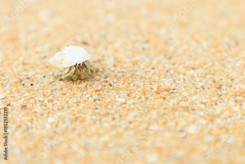Close up of Hermit crab on sand beach 