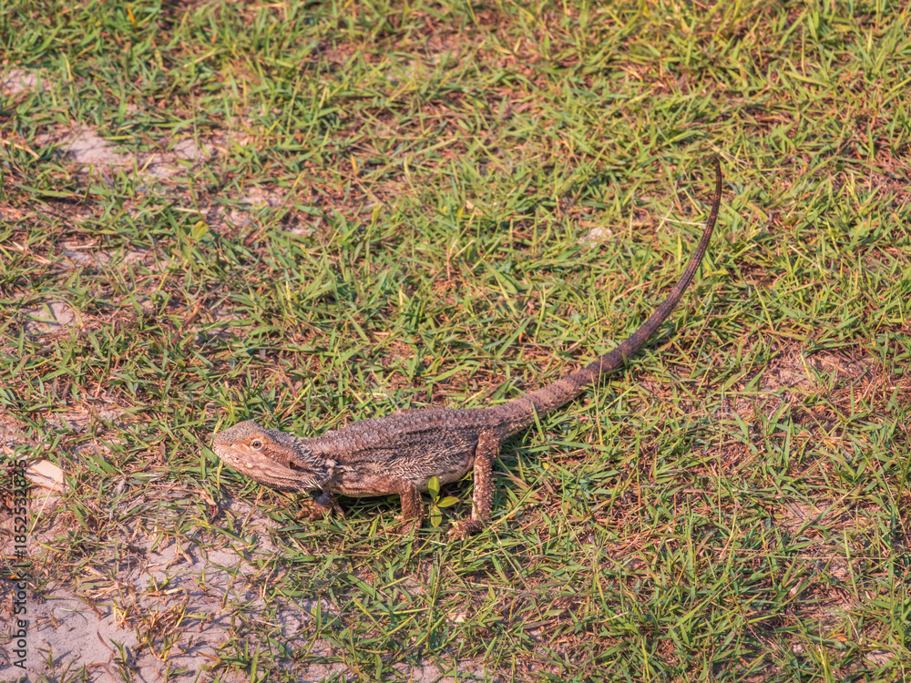 Obraz premium Frilled Lizard