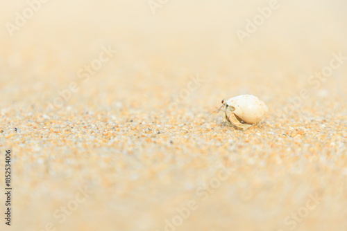 Close up of Hermit crab on sand beach 