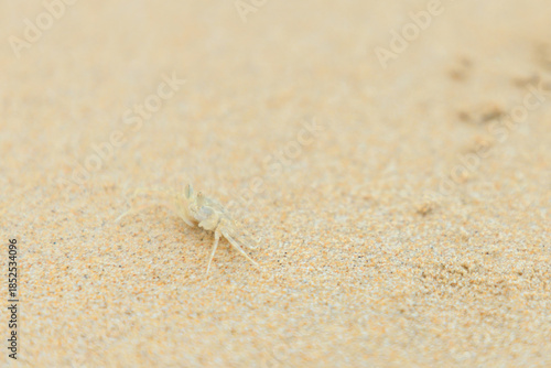 Close up of  Ghost Crab or Horn-eyed ghost crab on sand beach