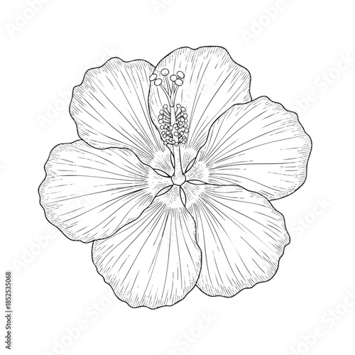 Detailed black and white line of a hibiscus flower with visible stamen and pistil botanical line botanical stamen