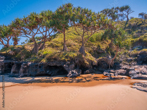 Beach with Pandanus Palms