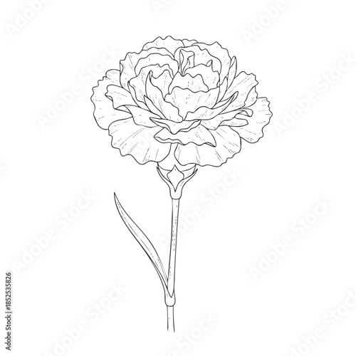 Detailed line of a single carnation flower with visible petals and stem line petals botanical