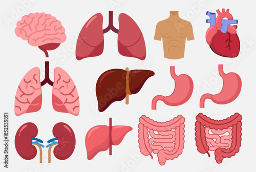 Set of Human Internal Organs Illustration for Medical Education and Health