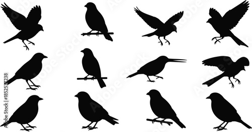 Various bird silhouettes in different poses on transparent background
