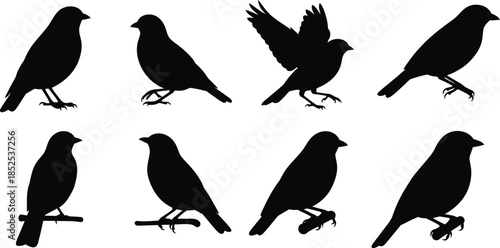 Collection of bird silhouettes in various poses on transparent background