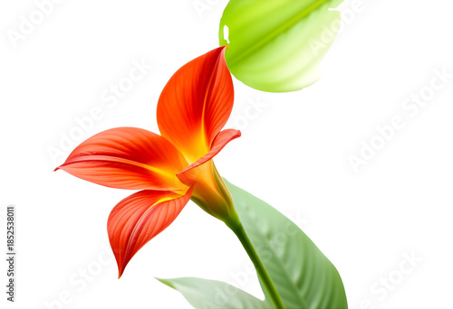  Canna lily flower isolated on white background, large tropical petals, bold colors.