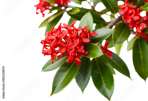  Ixora flower cluster isolated on white background, bright red blossoms, glossy leaves.