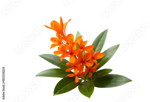 Clivia flower isolated on white background, clustered orange blooms, glossy leaves.
